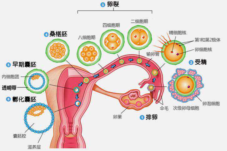 国内代生合法么,代生中介价格,只要有子宫就可不可以试管？